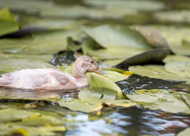 Duckling in a pond surrounded by Lily Pads