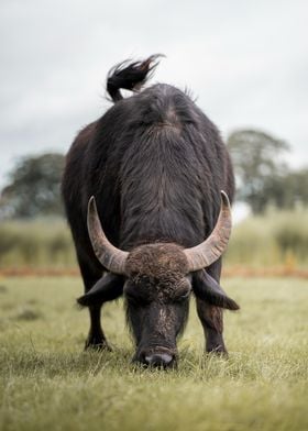 Buffalo with big horns grazing