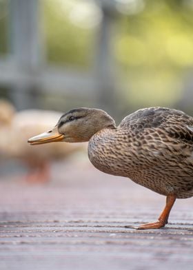 Mallard Duck Close-Up