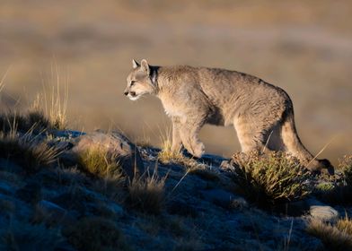 baby Cougar in the Wild