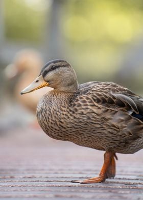 Mallard Duck Close-Up