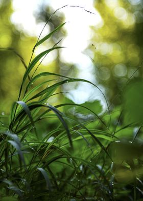 Dewy Grass Blades