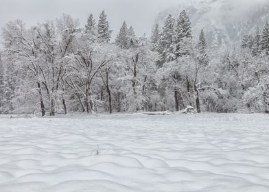 Snowy Forest Landscape