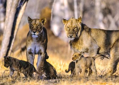 South Africa, Mpumalanga, Kruger National Park, Lion family