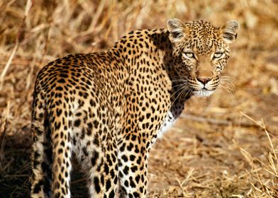 South Africa, Mpumalanga, Kruger National Park, Leopard