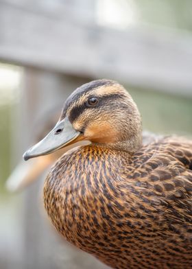 Close-up of a Duck