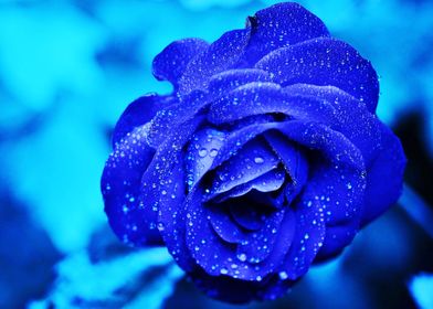 Blue Rose with Dew Drops