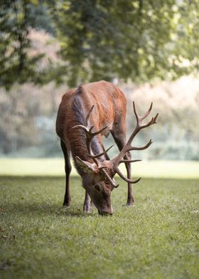 Red Deer Grazing