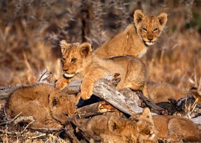 South Africa, Mpumalanga, Kruger National Park, Lion Cubs