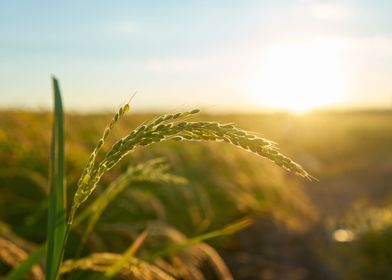 Rice Plant in Sunset