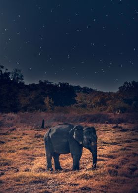 Elephant Under Starry Night