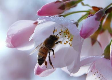 Bee on Cherry Blossom