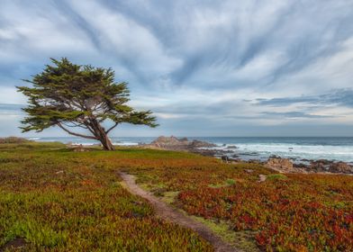 Lone Tree by the Sea