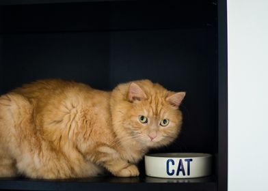 Orange Cat in a Shelf