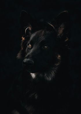 German Shepherd Portrait