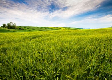 Green Field Landscape