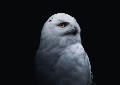 Snowy Owl Portrait