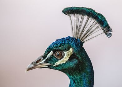 Peacock Head Close-Up