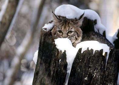 Bobcat in Snow