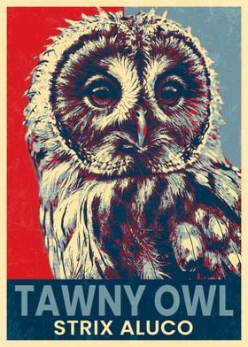 Tawny Owl Poster