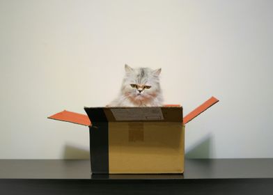 Grumpy Cat in a Box