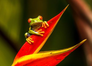 Red-Eyed Tree Frog on Flower