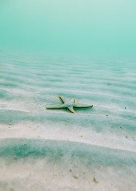 Starfish on Sandy Seabed