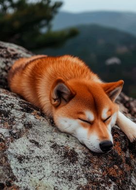 Sleeping Shiba Inu