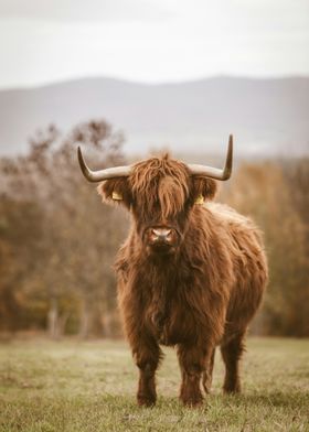 Highland Cow Portrait