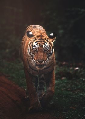 Tiger Walking in Forest