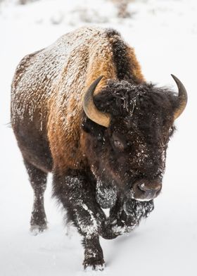 Bison in Winter