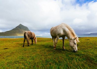 Icelandic Horses Grazing