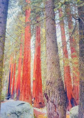 Giant Sequoia Forest