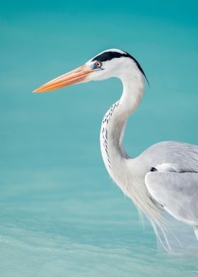 Grey Heron in Turquoise Water