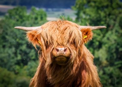 Highland Cow Portrait