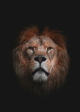 Lion Portrait