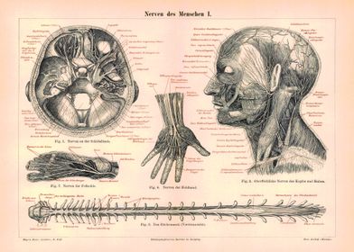 Poster Nerves of Man I | Vintage Medicine