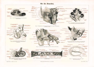 Poster Medicine Ear of Man | Vintage