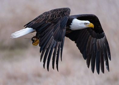 Bald Eagle in Flight