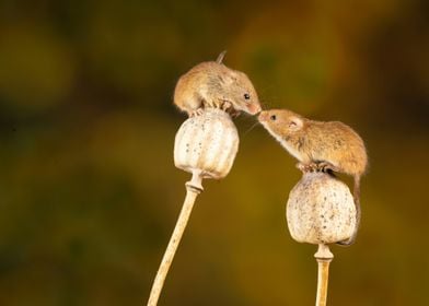 Two Mice on Poppy Pods