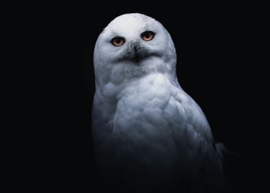 Snowy Owl Portrait