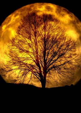 Silhouette Tree and Moon