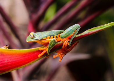 Green and Orange Frog on Leaf