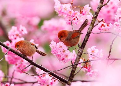 Birds on Cherry Blossom Branch