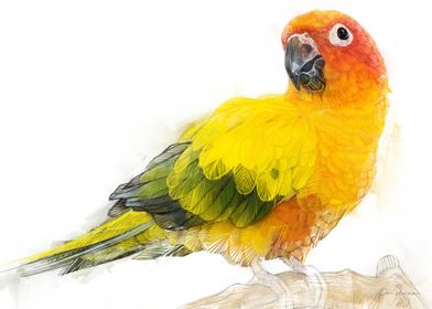 Sun Conure Parrot Illustration