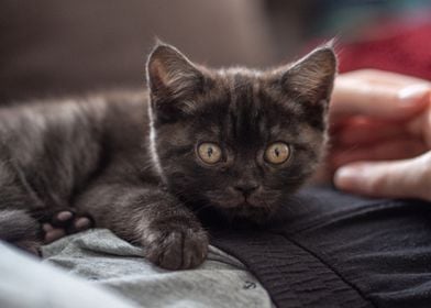 Black Kitten with Big Eyes