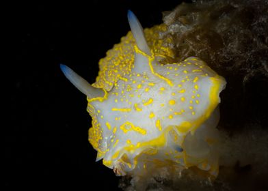 Yellow and White Nudibranch