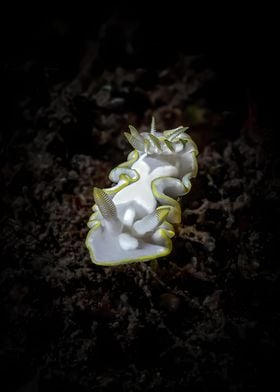 White Nudibranch on Black Sand