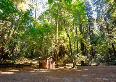 Little Cabin among the Redwoods