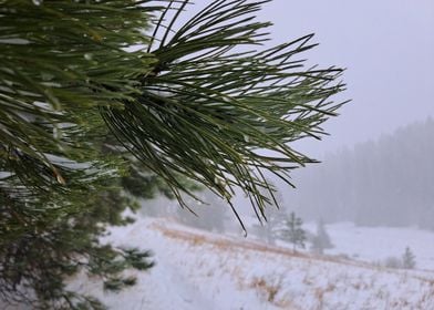 Pine Needle with Frozen Water Droplet